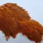 Whiting Brahma Hen Soft Hackle with Chickabou in Burnt Orange